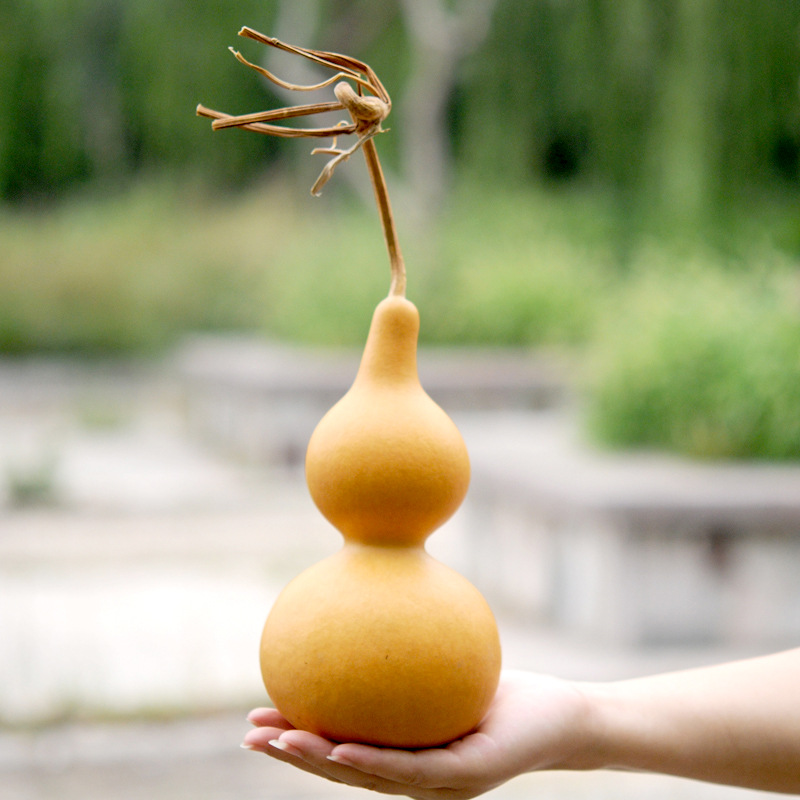 Premium Dragon Head Natural Giant Real Gourd Home Decor Hanging Decoration Front Door to Door Opening Craft Decoration 