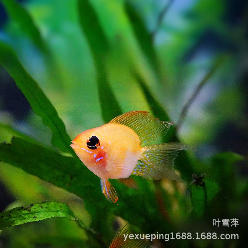 Jinbo Ziyu Live Pikachu Short Sea Phoenix Fish Freshwater Small…