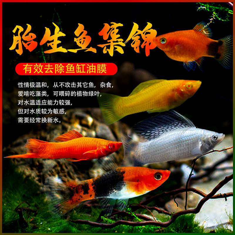 玛丽鱼皮球鱼红箭红玛丽米奇牡丹红白剑除油膜鱼胎生鱼热带观赏鱼 阿里巴巴