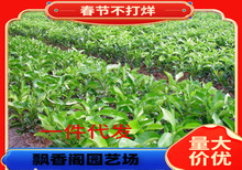 ɳ�ǽۘ�����������Ϸ������Nֲ���Ә���̽۹������޽�ɰ����