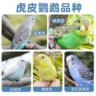 ��Ƥ�W�^�B���Bճ�˸�����녰����r���Ћ��P����С�B