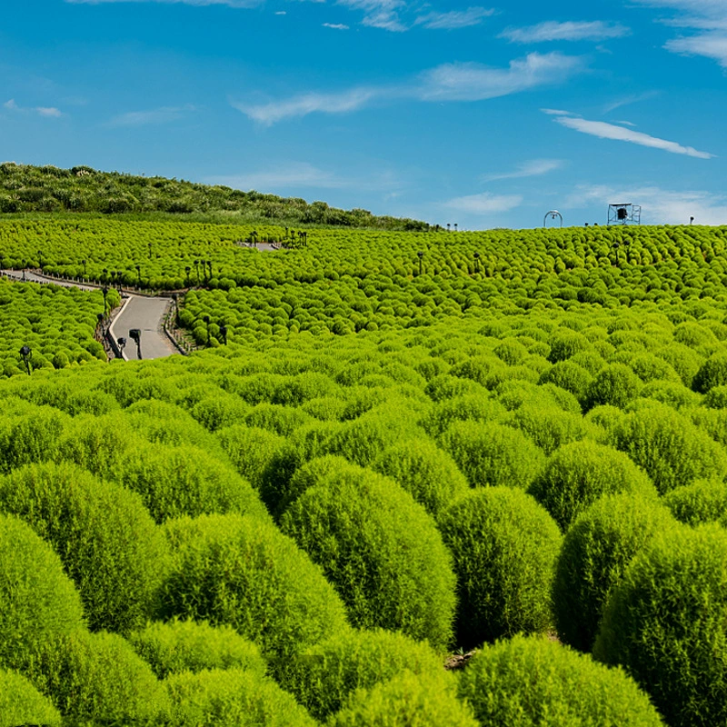 Завод оптовые поставки метлы саженцы семена кожи озеленение инженерный ландшафт горшечный двор цветы и растения