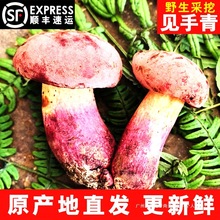 见手青新鲜云南野生菌新鲜红葱牛肝菌见手青变色蘑菇白黄牛肝菌子