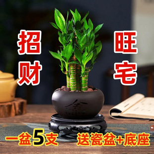 ���F���҃���ؔ�Gֲ�ɻ�����ˮ���k����������������ֲ���ļ�����