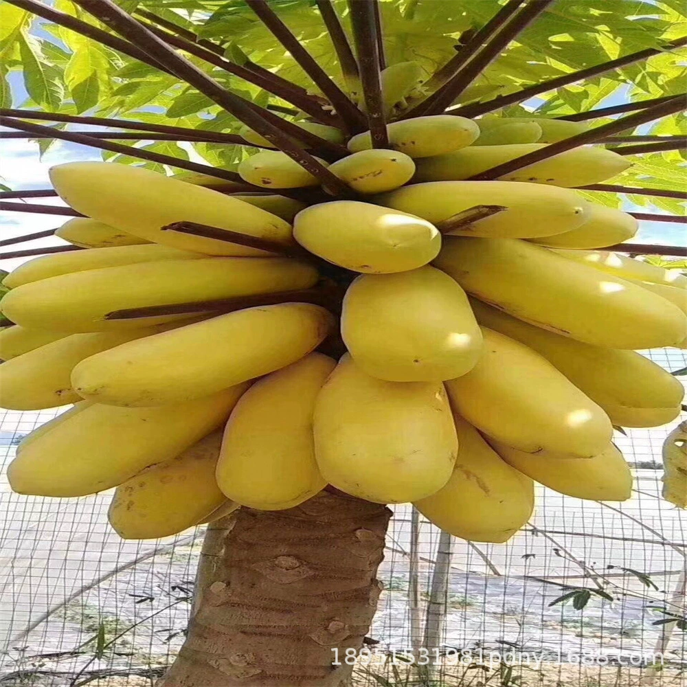 Таиланд Золотая рассада папайи Красное сердце Фрукты Папайя Рассада Папайя Дерево Четыре сезона Плодоношение Южная папайя Рассада Карликовая папайя