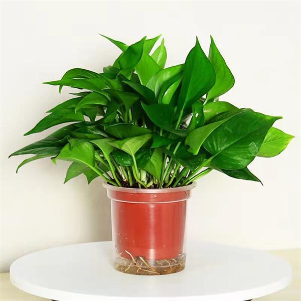 12cm 작은 포토스 화분 + 흡수성 대야 [시험판매]