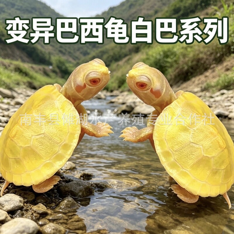 Mutant albino Brazilian turtle, a lucky pet turtle, live red-eyed turtle hatchlings, golden ornamental turtle, suitable for deep-water mixed aquaria Mutant albino Brazilian turtle, a lucky pet turtle, live red-eyed turtle hatchlings, golden ornamental turtle, suitable for deep-water mixed aquaria