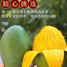 正宗四川攀枝花凯特大芒果新鲜10产地直发香甜青皮应当季整箱水果