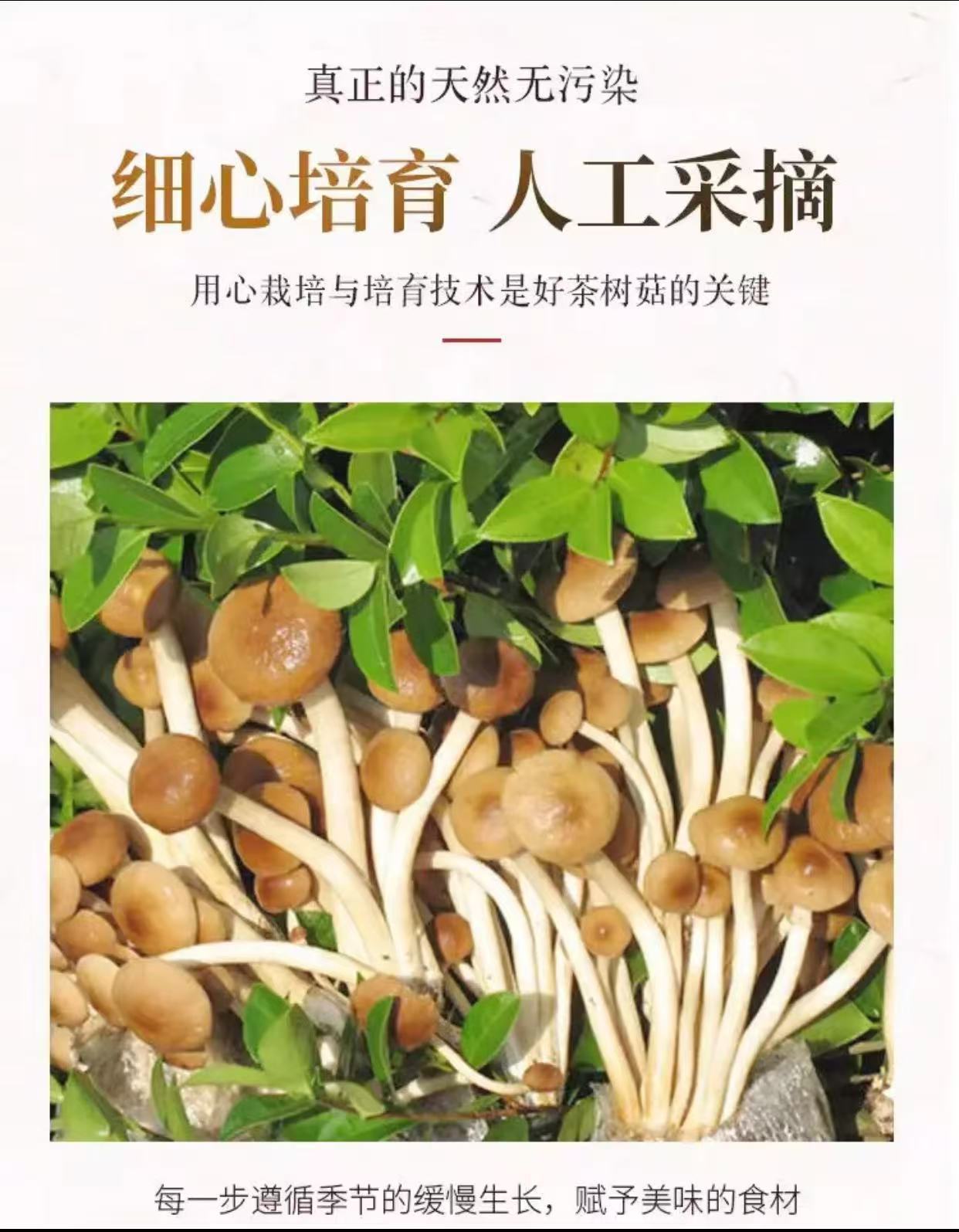 Dried Tea Tree Mushroom Cha Shu Gu Agrocybe cylindracea Sun-Dried Culinary Mushrooms for Soups and Stir-Fries 100g key features