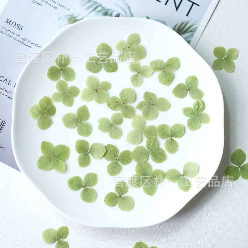 绣球 真花干花押花压花画幼儿手工贴脸妆植物标本 滴胶干花手机壳