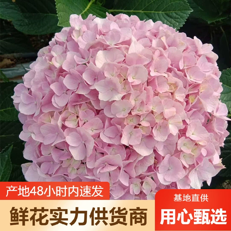 Цветы гортензии оптом цветы Юньнань прямая партия встречи Свадебные украшения цветочный магазин киоск цветок сообщество группа покупка поставка
