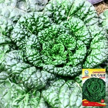 ˷NӺĞNļNl̨߲ƷN߮a