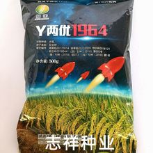 绿丰种业Y两优1964籼型两系杂交水稻种子迟熟全生育期136天500克