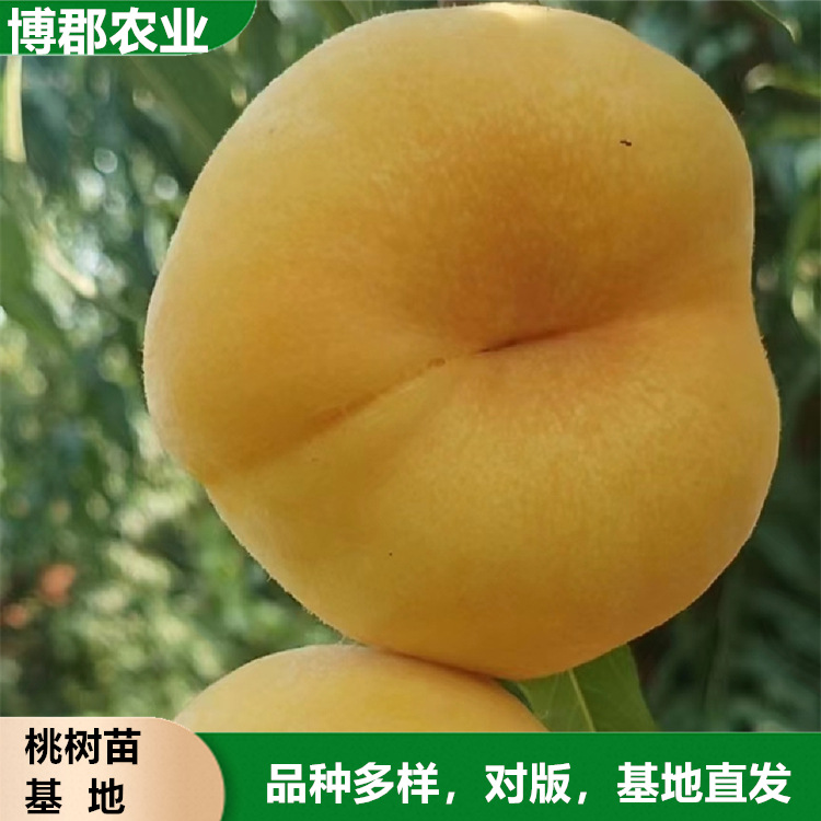 基地直发红色晚熟口感脆甜冬桃苗 现挖现发离核蟠桃苗嫁接桃树苗