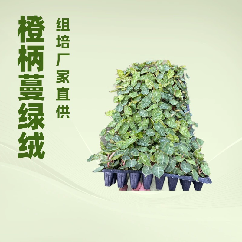 Производитель специализируется на прямых продажах редких и популярных листяных растений, включая монстеру с оранжевыми листьями, для садоводства и выращивания цветов, предлагая оптовые поставки культуральных саженцев.