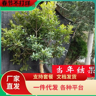 一件代发东魁杨梅树树苗梅苗特大南方北方种植地栽当年结果杨梅苗
