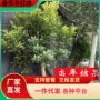 南方北方种植东魁杨梅树