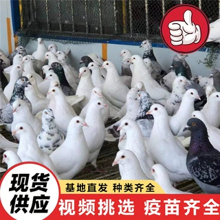 三个月的活体广场鸽价格 包邮4-8个月的活体白羽王种鸽批发价格