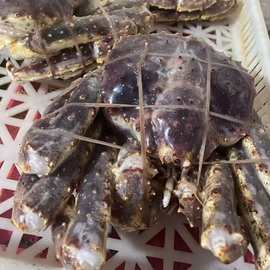 特大生冻帝王蟹整只3kg起包邮帝王皇帝蟹鲜活速度超低温冷冻帝皇