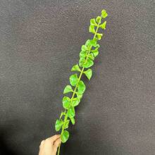 ����Gֲؐ���~ ��c��Y�����b����߻��� ��ˇ�쾰���ò廨�~��