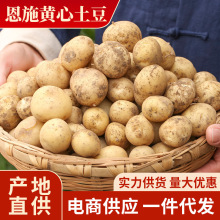 恩施小土豆黄心马铃薯农家自种洋芋一件代发批发种植时令蔬菜现挖