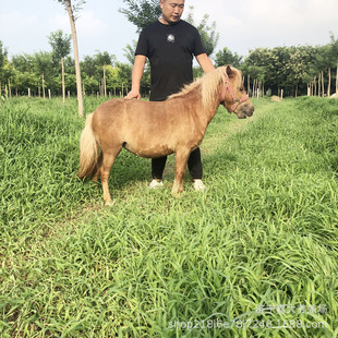 ���^���㰫�R�����Xһƥ �T���Rƥ �������N������С���R��