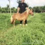 活体租赁展览活动矮马