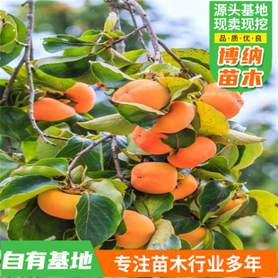 �ϱ����Nֲ���������������o���������箔��Y���ش�ڎ���