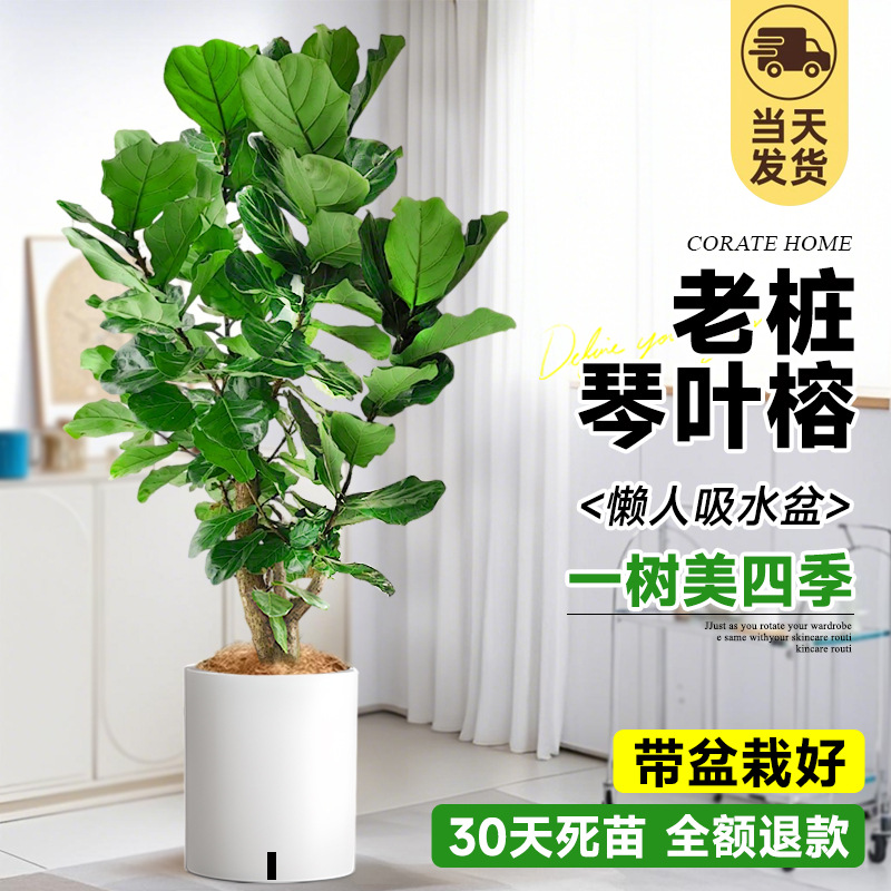 [절묘한 오래된 더미] 무료 갈색 실크! 다가지 모양의 피아노잎 무화과 1.6- 1.8m (게으른