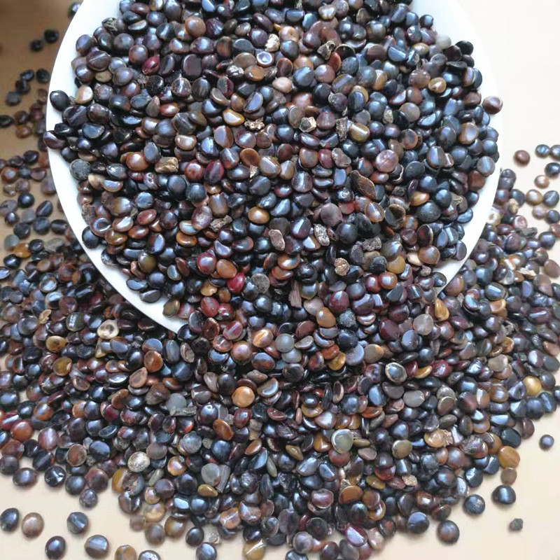 Zhi Ju Zi Dried Hovenia Dulcis Seeds 500g Traditional Chinese Herbal Ingredient for Cooking and Decoction key features