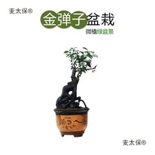 金弹子生桩金弹子盆景灌木树桩随机小熟桩麦太保