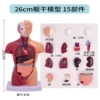 28cm torso can be demolished 15 pieces
