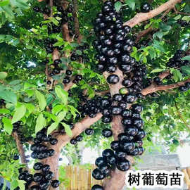 树葡萄嘉宝果苗树大树沙巴嘉宝盆栽10年四季嘉宝庭院栽植果树果苗