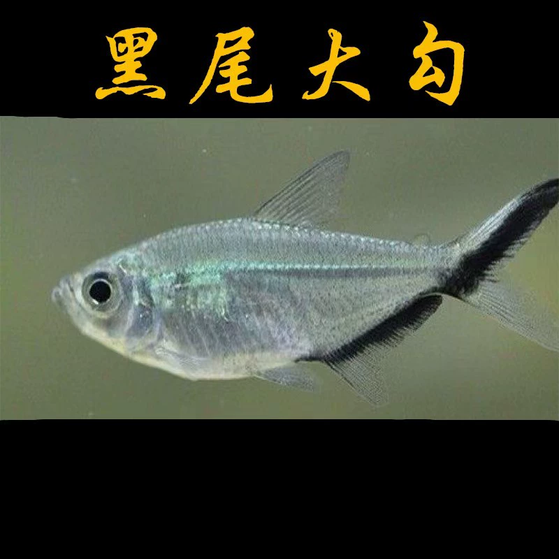 Тропические рыбки: чернокнижка, крупноокулярная рыбка, декоративные рыбки, живая группа плавающих рыбок, маленькие рыбки чернокнижка, набор живых маленьких декоративных рыбок