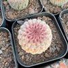 The base is directly supplying the fairy ball series of the red sun solid root, home, home, green plants, nourishing transportation can be exported potted plants