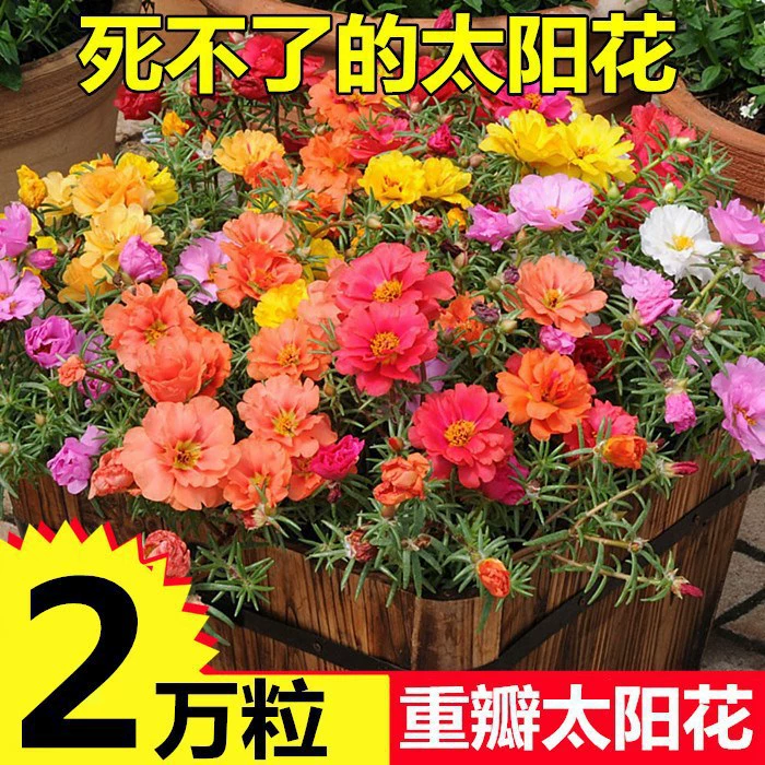 Цветочные семена Оптовая продажа двойных лепестков Солнечные цветы легко зацвести