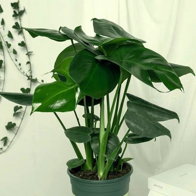 Monstera Botany indoor atmosphere Evergreen Office Potted plant large flowers and plants Green plant Cross border Amazon