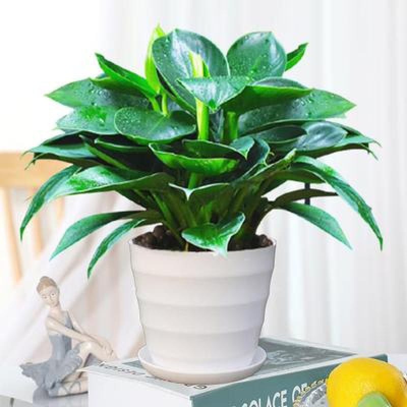 골든다이아몬드 25-30cm 3그루(나사냄비) + 영양액