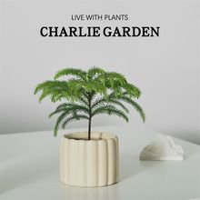 南洋杉盆栽办公室桌面摆件懒人绿植圣诞树吸甲醛耐阴好养北欧ins