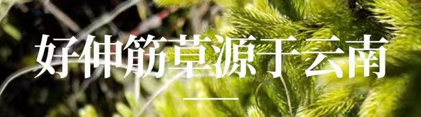 Shen Jin Cao (Lycopodium clavatum) — Dried Clubmoss Herb for Foot Soaks & Herbal Wine overview