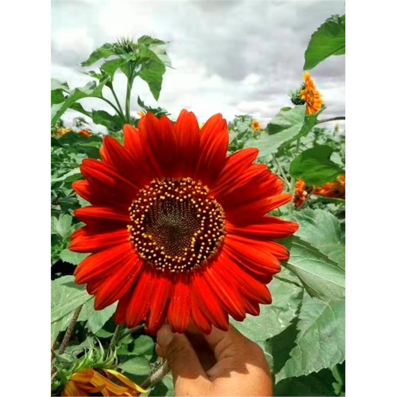 Semillas de girasol, semillas de flores de cuatro estaciones, jardín interior y exterior, balcón para ver semillas de flores ornamentales