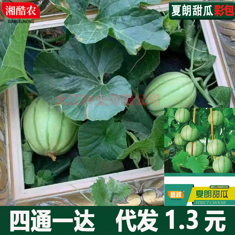 迷你哈密瓜种籽超甜夏朗甜瓜种子庭院阳台甜瓜种子超甜小香瓜种子