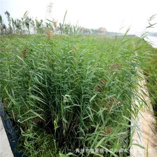 �JȔ���� ɽ�|���ݴ�������ˮ��ֲ���JȔ �ӵ����� ��߅ˮ�^�G��