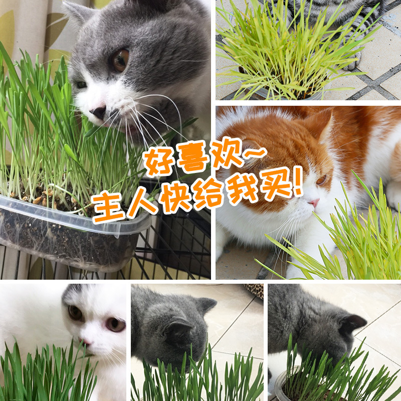semilla de trigo de hierba de gato hidroponía plantación de maceta de hierba de gato pereza gato pequeño gato snack maceta de trigo