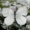 Silk 11CM butterfly-color large size 16