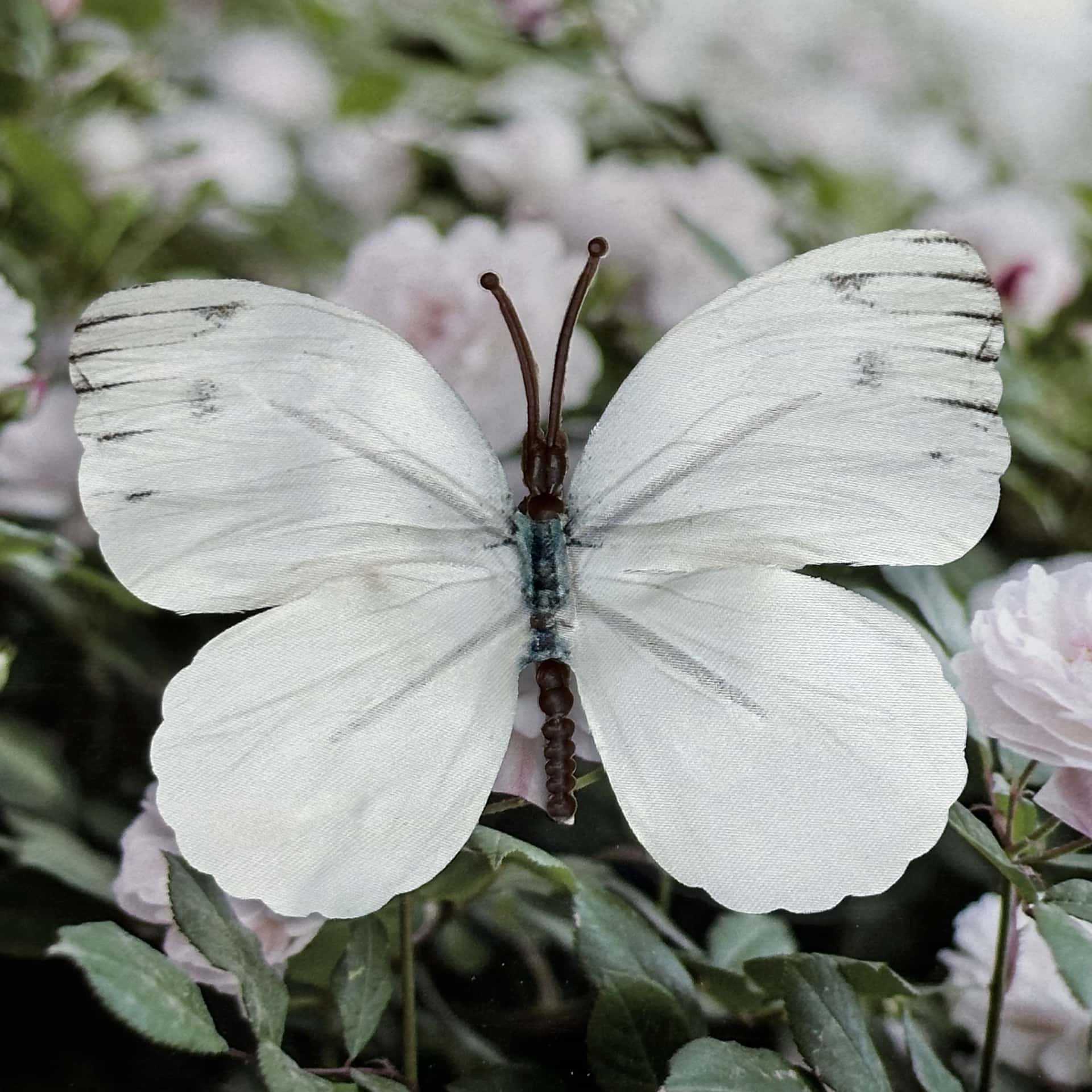 Seda 11CM color mariposa talla grande 16