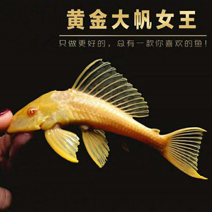 �S��t��Ů�����~���w���ε����Ԍm���y��������~���~�������