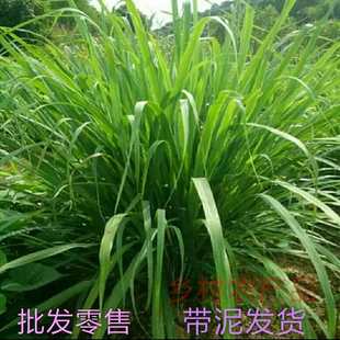 ���r��é�癎������é���d��������̩������������é