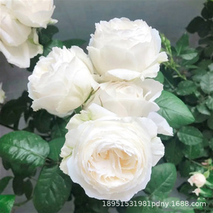 Rose Seedlings Extra Large Flower Wedding Florals and Green Plants All Year Round Indoor and Outdoor Courtyard Balcony Potted Roses