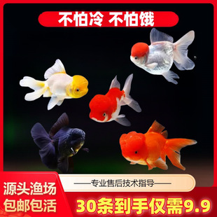 ���~���~���w�̽���~����С�~�^�p�~С���~��ˮ�~��β��ˮС���~